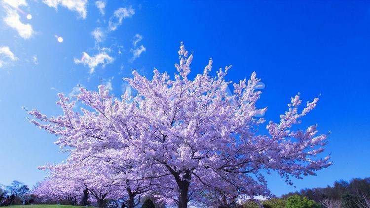 満開に咲き誇る桜並木 桜,フラワー,春のイメージの写真素材
