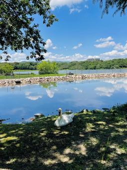 白鳥の休憩 白鳥の休憩 白鳥,池,休憩の写真素材