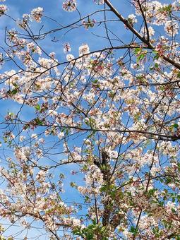 空に広がる桜 空に広がる桜の写真