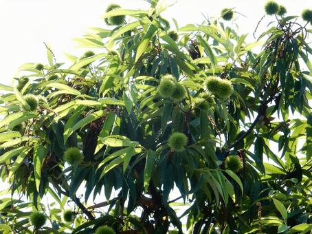 【植物写真】イガグリ(毬栗) 【植物写真】イガグリ(毬栗)の写真