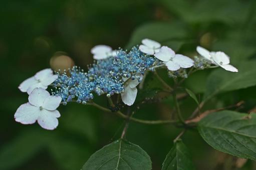 Close-up of hydrangea, JPG
