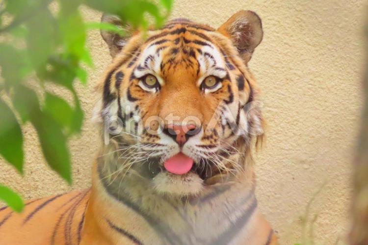 あっかんべーをしているアムールトラ トラ,アムールトラ,虎の写真素材