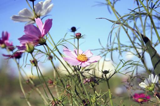 風に揺れるコスモスの花 コスモス,秋桜,秋の写真素材