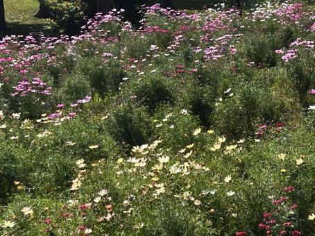 コスモス畑 コスモス,コスモス畑,お花畑の写真素材