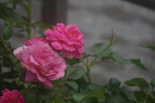 薔薇 薔薇の写真