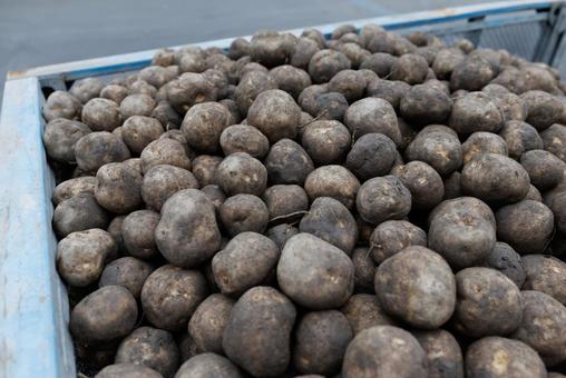 ジャガイモ 収穫したジャガイモ,ジャガイモ,じゃがいもの写真素材