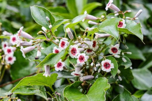 ヘクソカズラの花 ヘクソカズラの花 屁糞葛,ヘクソカズラ,ヤイトバナの写真素材