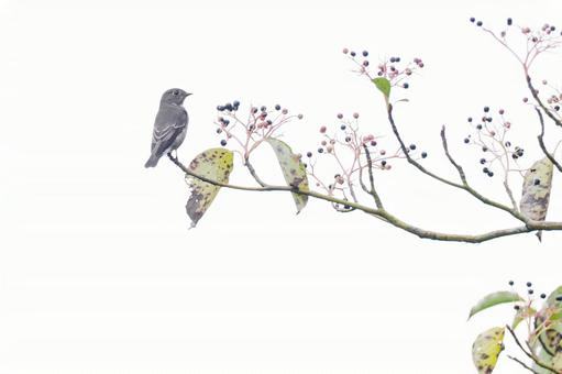 ミズキと野鳥 ミズキ,野鳥,エゾビタキの写真素材