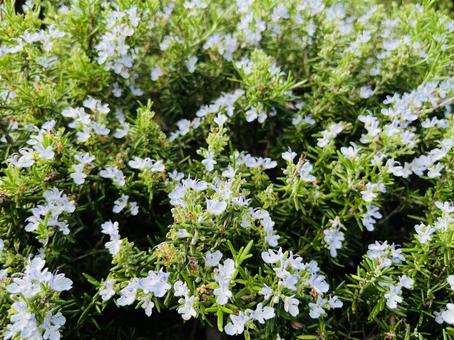 ローズマリーの花 ローズマリーの花の写真