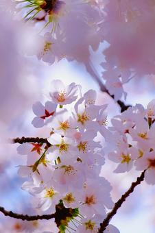 Photo, জামজাতীয় গাছবিশেষ, বসন্ত, ফুল, 