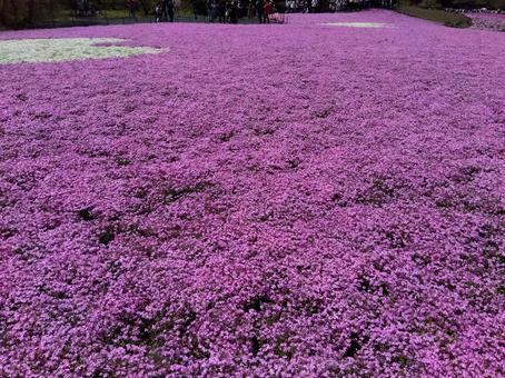 Moss Phlox Fuji, JPG