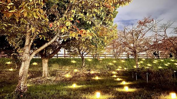 月見とランタンの夕べ ランタン,夜,幻想的の写真素材