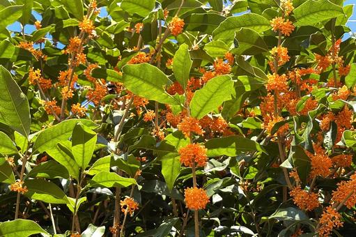 キンモクセイの写真