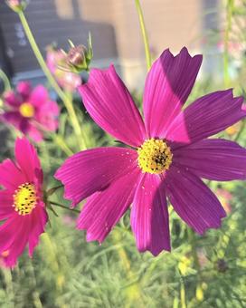 秋晴れの陽にあたるコスモス コスモス,秋晴れ,きれいの写真素材