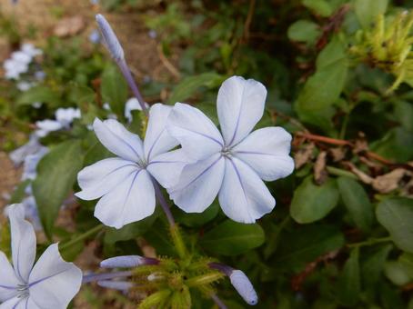 【花の写真】ルリマツリ(瑠璃茉莉) 【花の写真】ルリマツリ(瑠璃茉莉)の写真