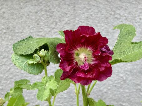 タチアオイ(ホリホック)の赤紫の花 タチアオイ(ホリホック)の赤紫の花 立葵,ホリホック,花の写真素材