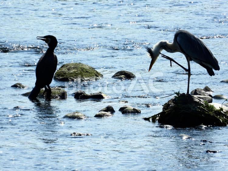 毛繕いをするアオサギとカワウ 鳥,野鳥,アオサギの写真素材
