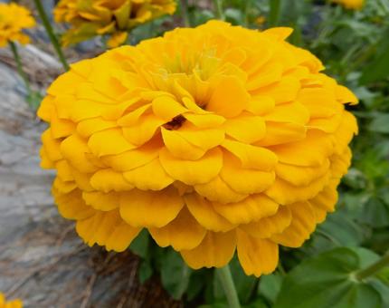 【花の写真】 ヒャクニチソウ(百日草) 【花の写真】 ヒャクニチソウ(百日草)の写真