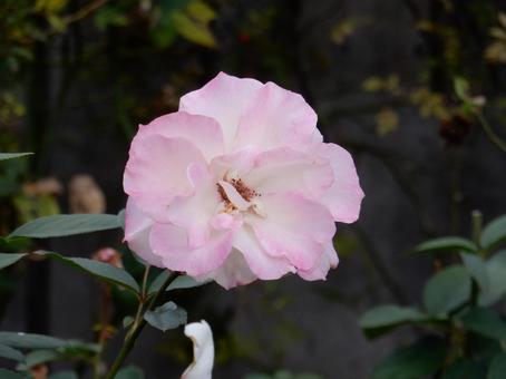 【薔薇の写真】バラの花 バラ,薔薇,植物の写真素材