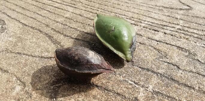 モモタマの実☆クファデーサーの写真