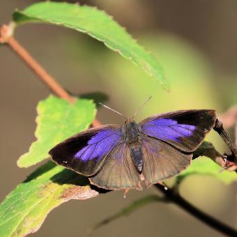 ムラサキツバメの写真