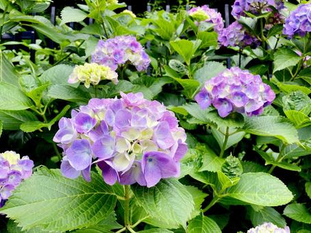 紫陽花 紫陽花の写真