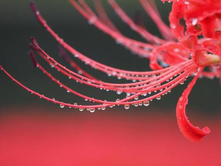 雨粒と彼岸花 雨粒と彼岸花の写真