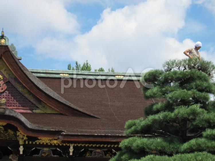 北野天満宮、本堂前の松の剪定 松,剪定,刈り込みの写真素材