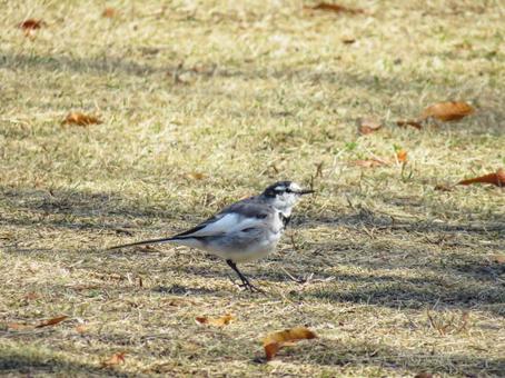 地面をトコトコ歩くハクセキレイ 地面をトコトコ歩くハクセキレイ ハクセキレイ,野鳥,動物の写真素材