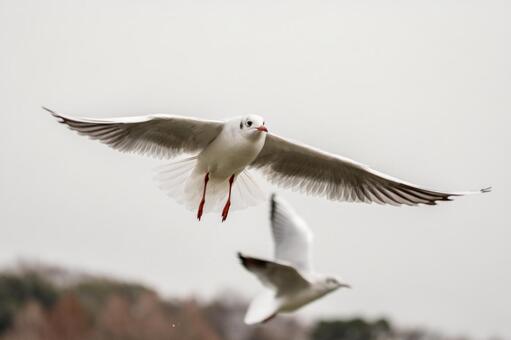 飛翔するユリカモメ 飛翔するユリカモメの写真