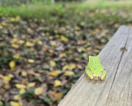 眺めるカエル 飛び立つ,カエル,アマガエルの写真素材