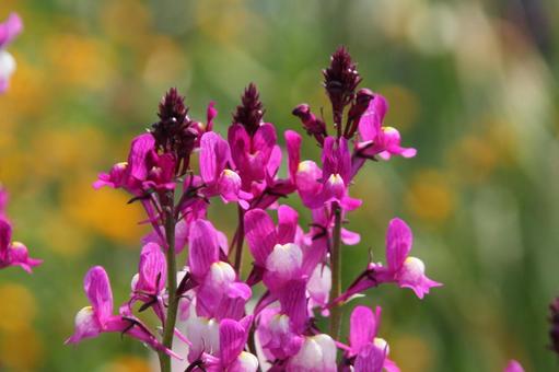 Photo, linaria, macro, a flower, 