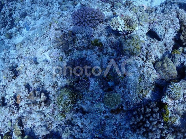 沖縄・石垣伊原間湾海底のサンゴの森 石垣島,伊原間湾,スキューバダイビングの写真素材