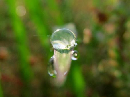 水滴と緑の葉の風景 水滴と緑の葉の風景の写真