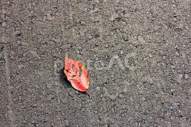 アスファルトの道に一枚の赤い落ち葉 落ち葉,紅葉,赤いの写真素材