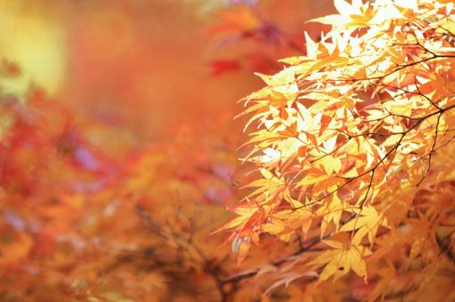 色づく紅葉 色づく紅葉の写真
