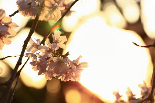 夕暮れの桜 夕暮れの桜の写真