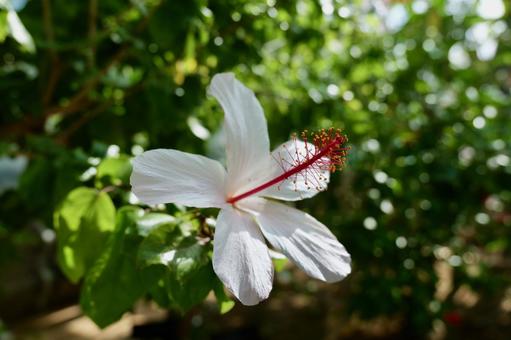 大船フラワーセンターのハイビスカス ハイビスカス,大船フラワーセンター,鎌倉の写真素材