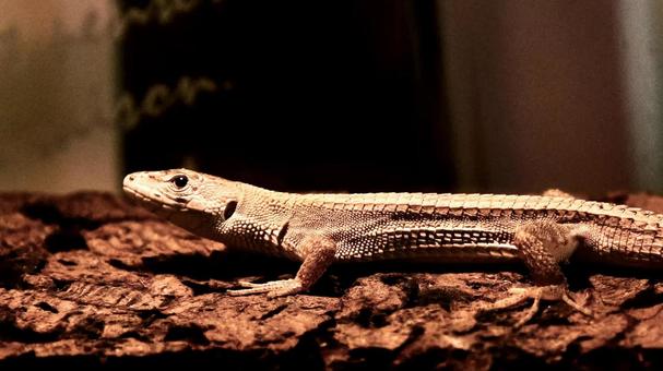 二ホンカナヘビの写真