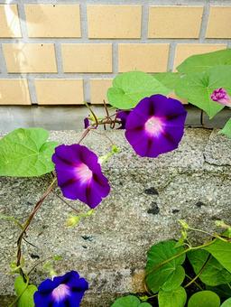 ムラサキの朝顔 朝顔,花,アサガオの写真素材