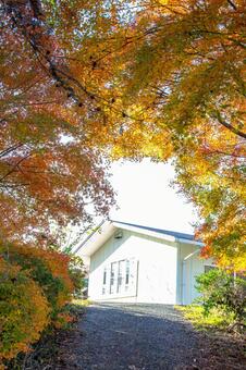 秋色のトンネルを抜けて -白い家への小屋 自然,景色,紅葉の写真素材