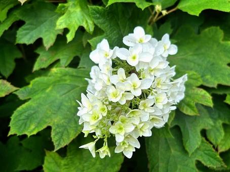 Hydrangea moniliforme flower, JPG Hydrangea moniliforme flower, JPG