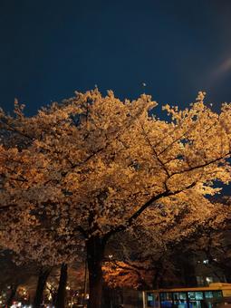 夜桜 夜桜の写真