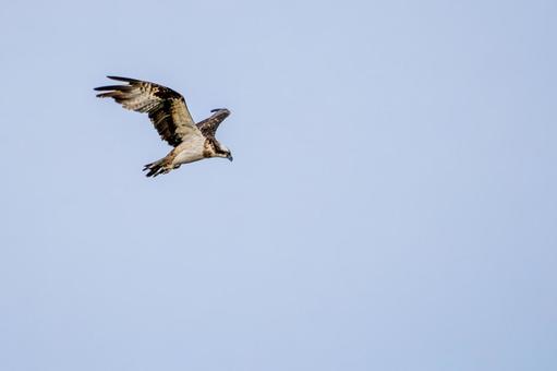 ミサゴ(105)の写真