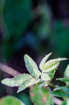 雨上がり水玉のある葉 雨上がり水玉のある葉 水滴,植物,自然の写真素材