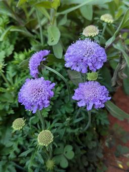 スカビオサの花 2 スカビオサの花 2の写真