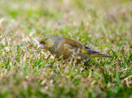 地面を歩くカワラヒワの写真