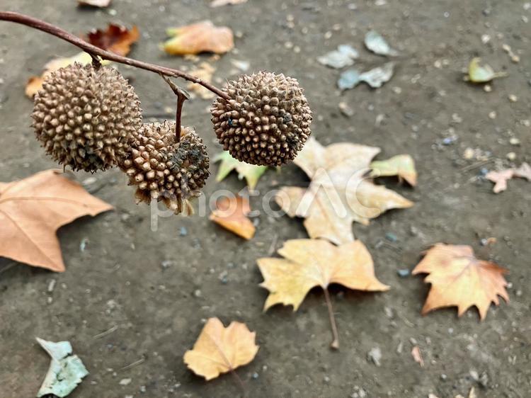 すずかけの実と秋の落ち葉 スズカケノキ,鈴懸,鈴懸の木の写真素材