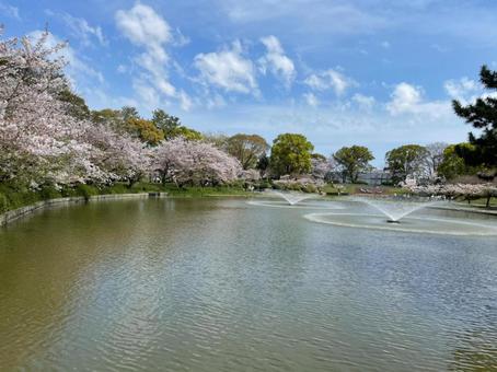 桜のある公園と噴水の写真