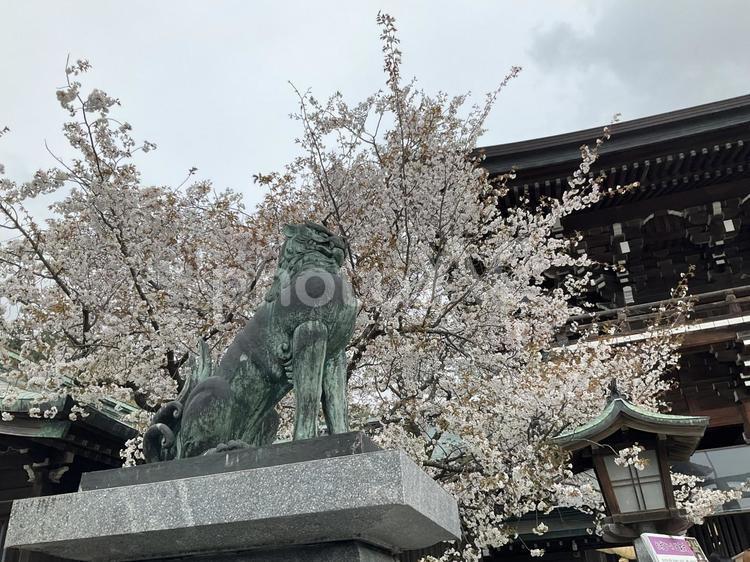 精悍な狛犬と桜 風景,自然,景観の写真素材